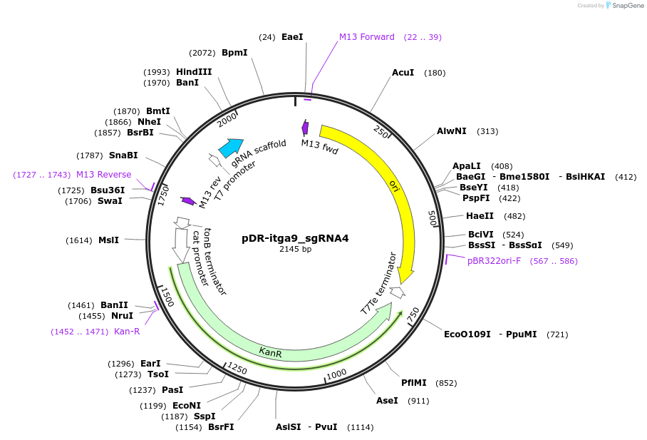 132980-plasmid-map-sequence-id-263491