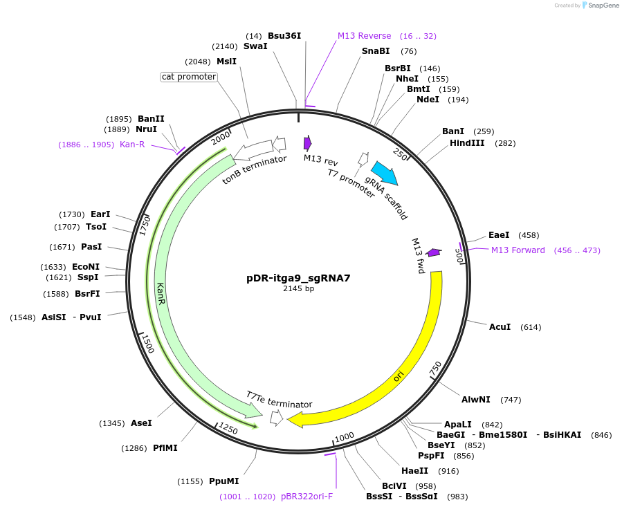 132981-plasmid-map-sequence-id-263492