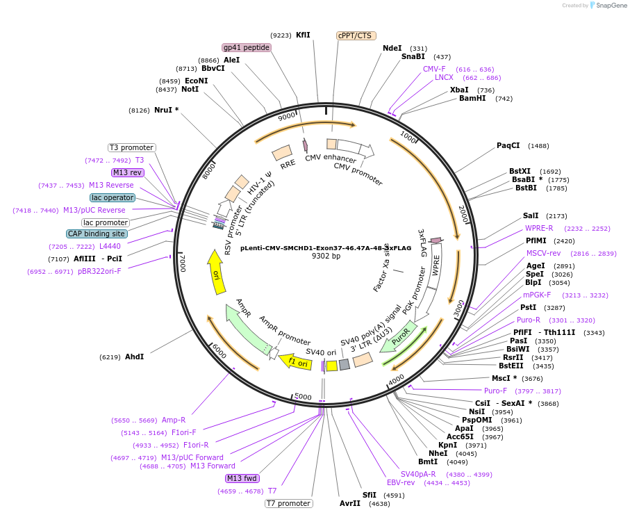 130689-plasmid-map-sequence-id-263519