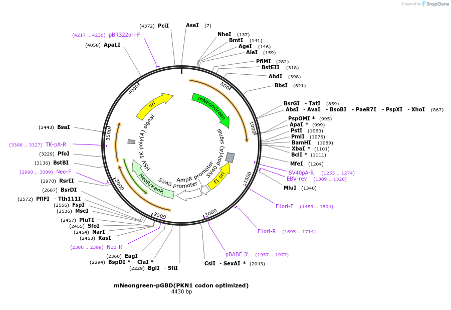 129634-plasmid-map-sequence-id-263526