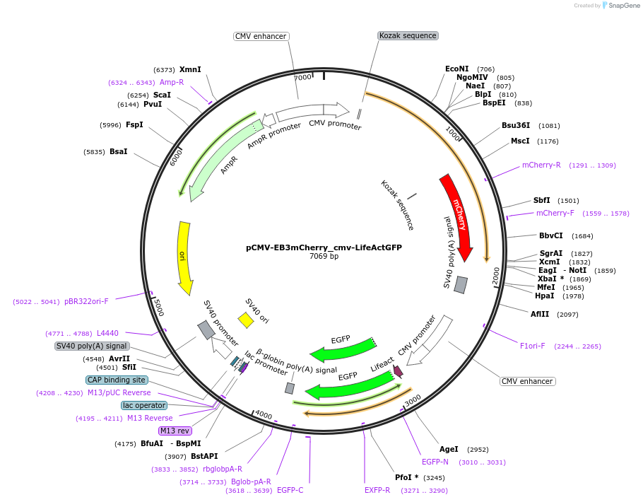 133927-plasmid-map-sequence-id-263527
