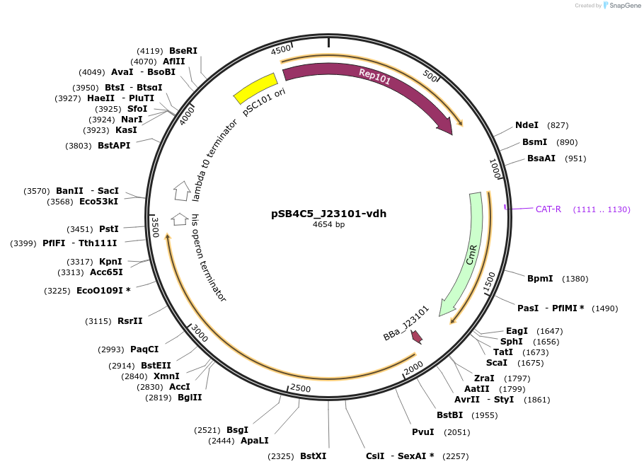128130-plasmid-map-sequence-id-263529