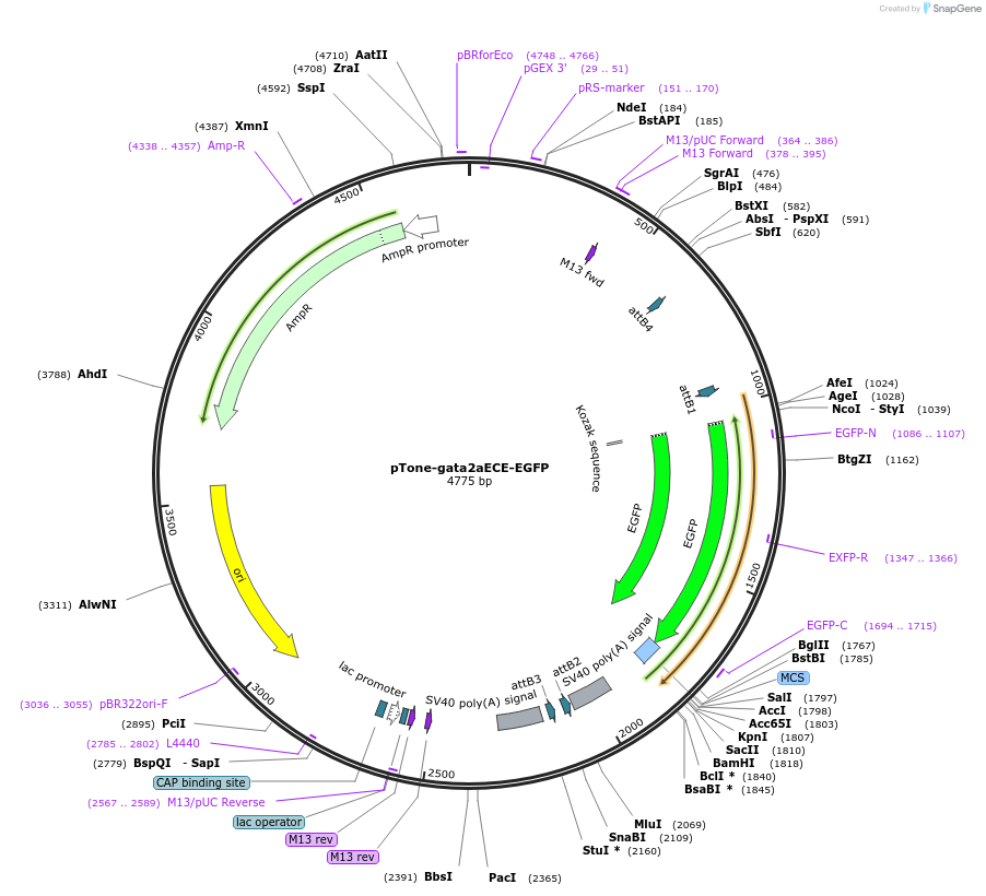 132974-plasmid-map-sequence-id-263531