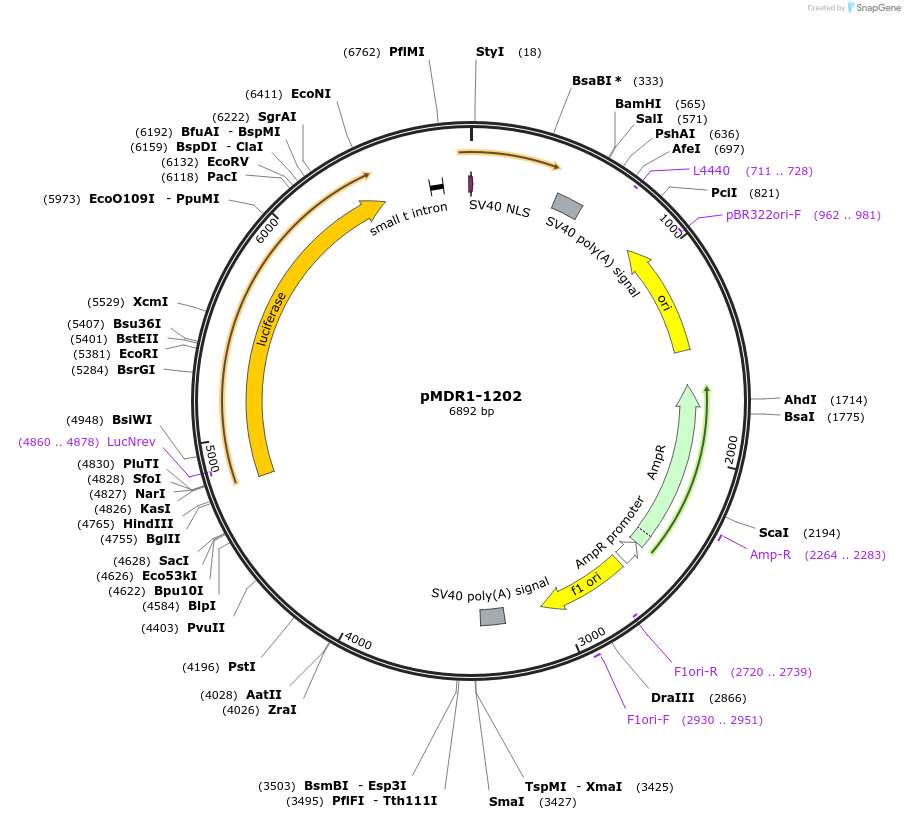 37627-plasmid-map-sequence-id-263553