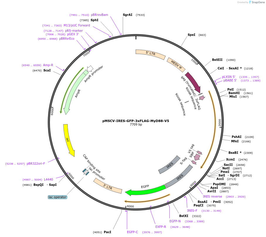 131351-plasmid-map-sequence-id-263594
