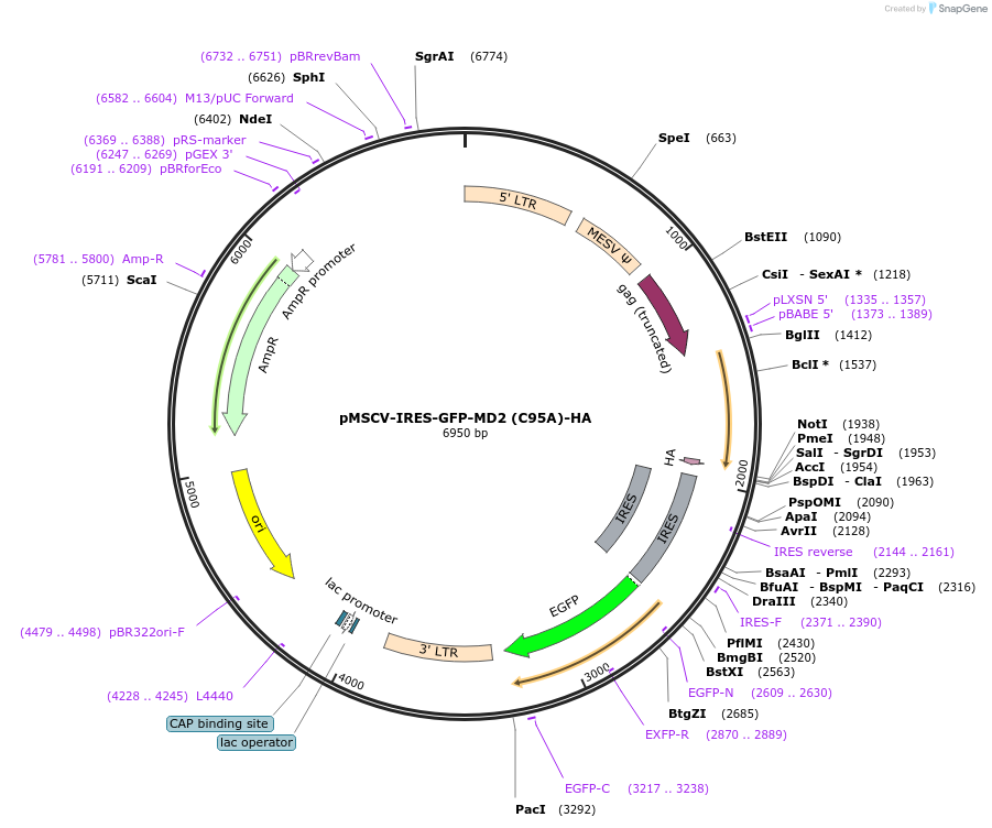 133066-plasmid-map-sequence-id-263598