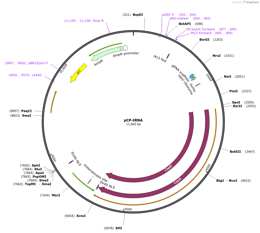 133812-plasmid-map-sequence-id-263618