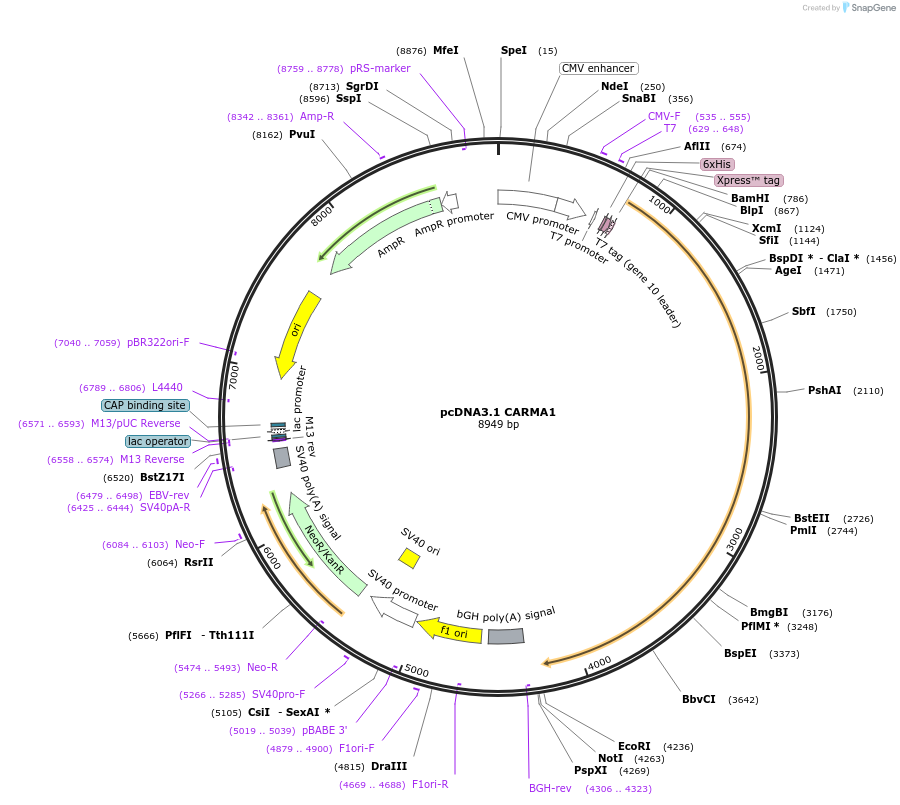 44431-plasmid-map-sequence-id-263620