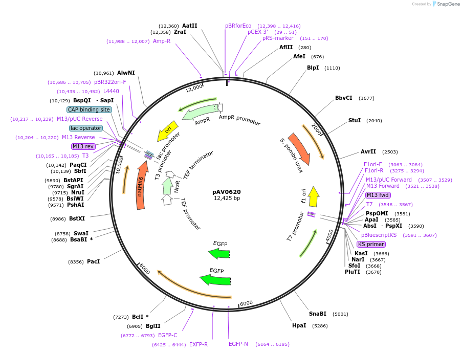 133506-plasmid-map-sequence-id-263644