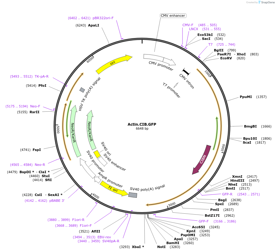 133618-plasmid-map-sequence-id-263645