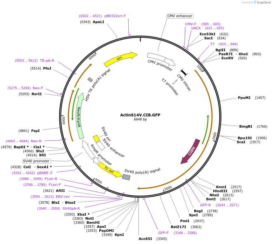 133620-plasmid-map-sequence-id-263646
