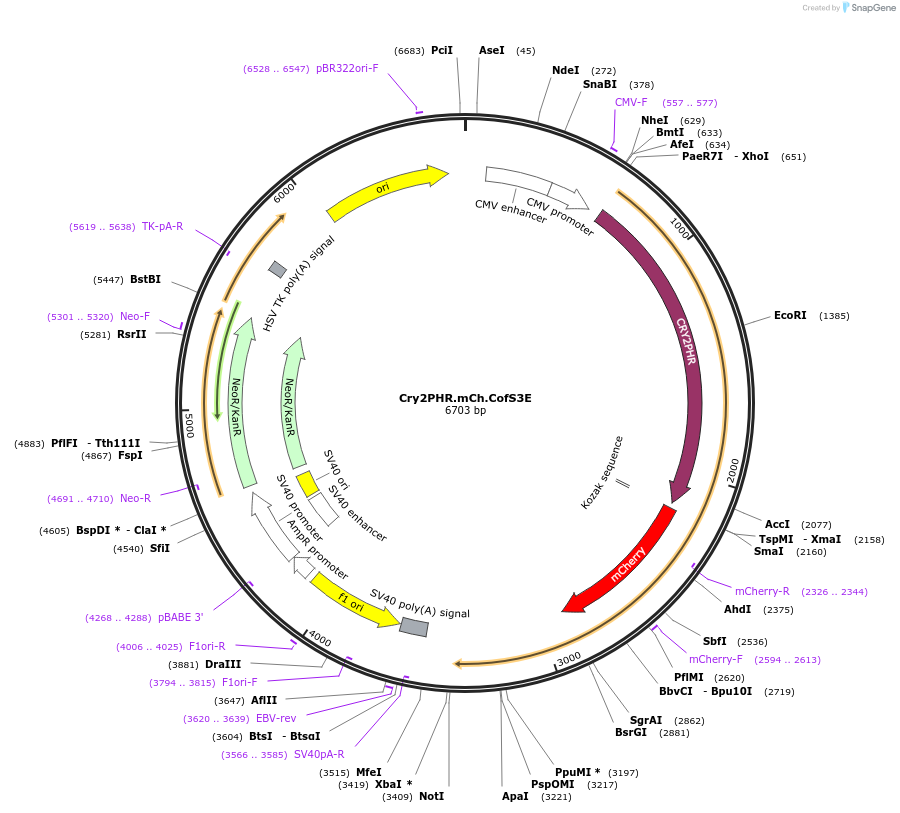 133619-plasmid-map-sequence-id-263647