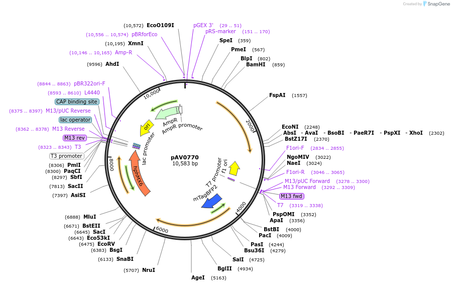133518-plasmid-map-sequence-id-263650