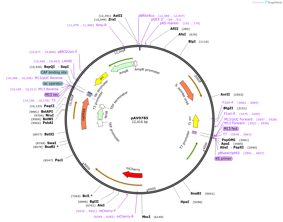 133507-plasmid-map-sequence-id-263651