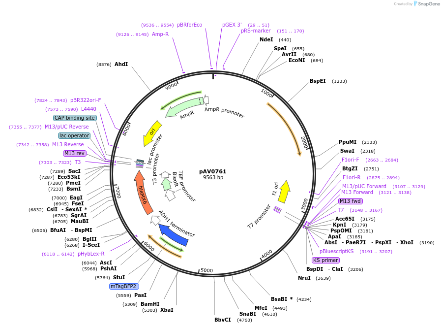 133494-plasmid-map-sequence-id-263653