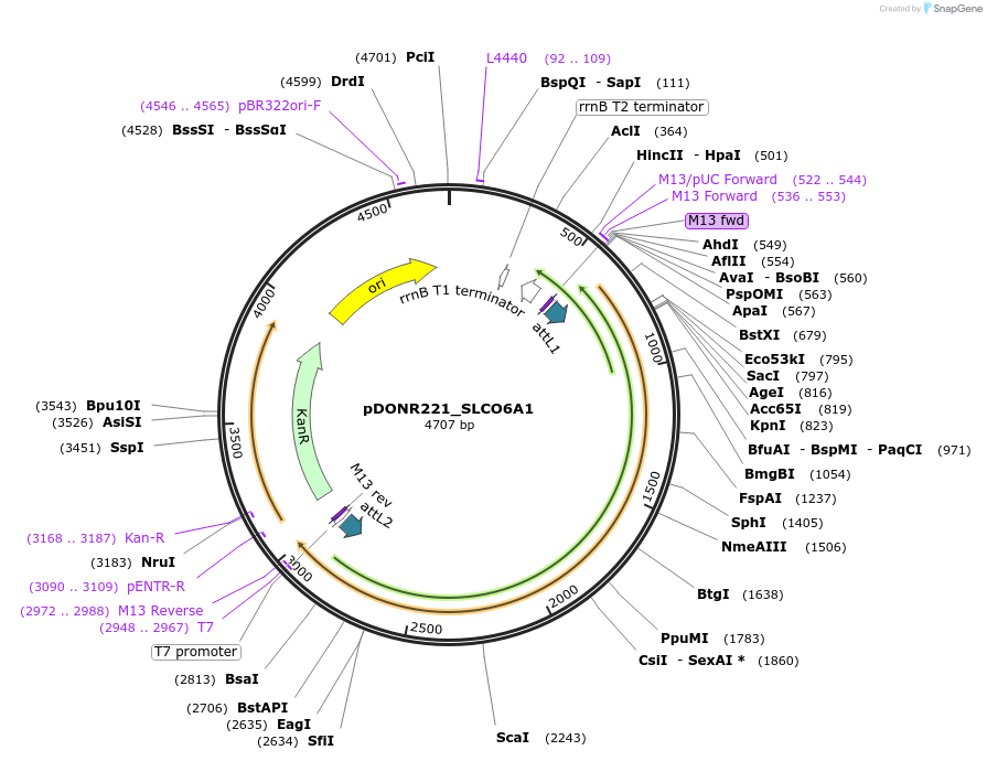 132261-plasmid-map-sequence-id-263660