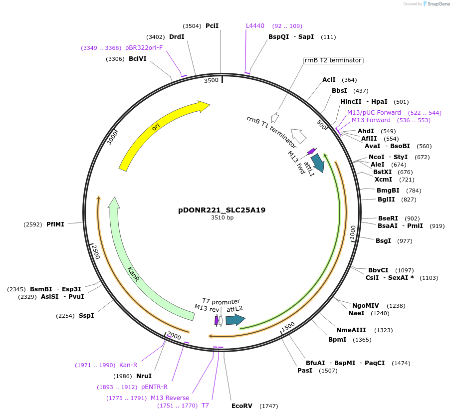 132263-plasmid-map-sequence-id-263661