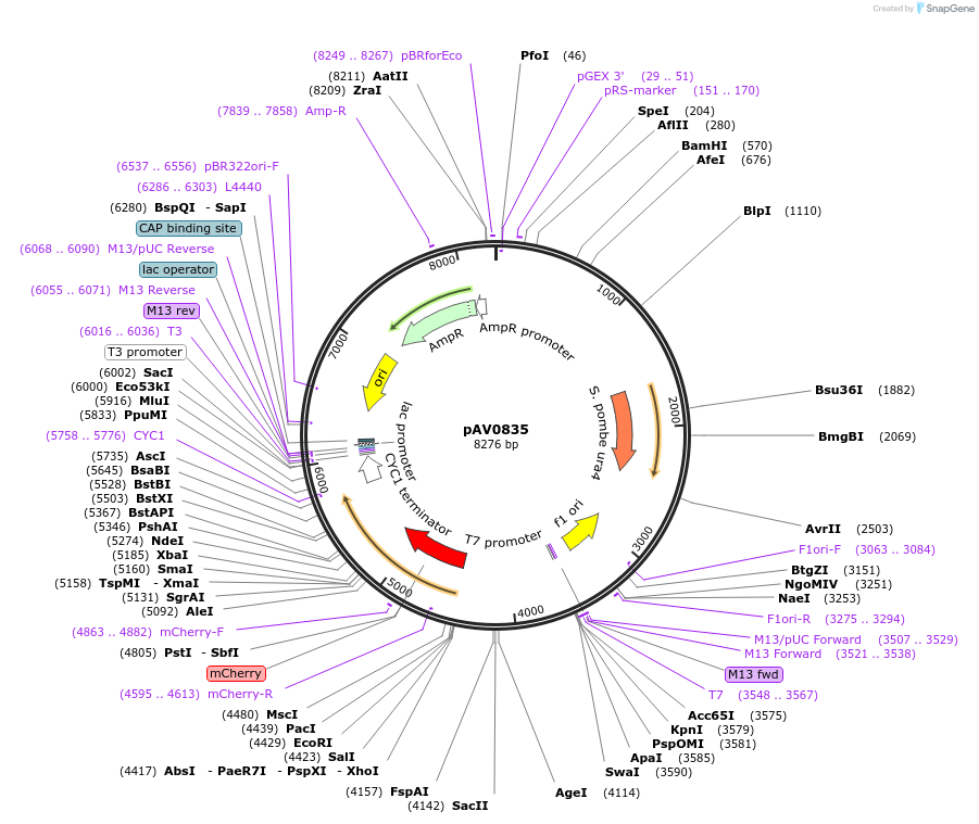 133512-plasmid-map-sequence-id-263672