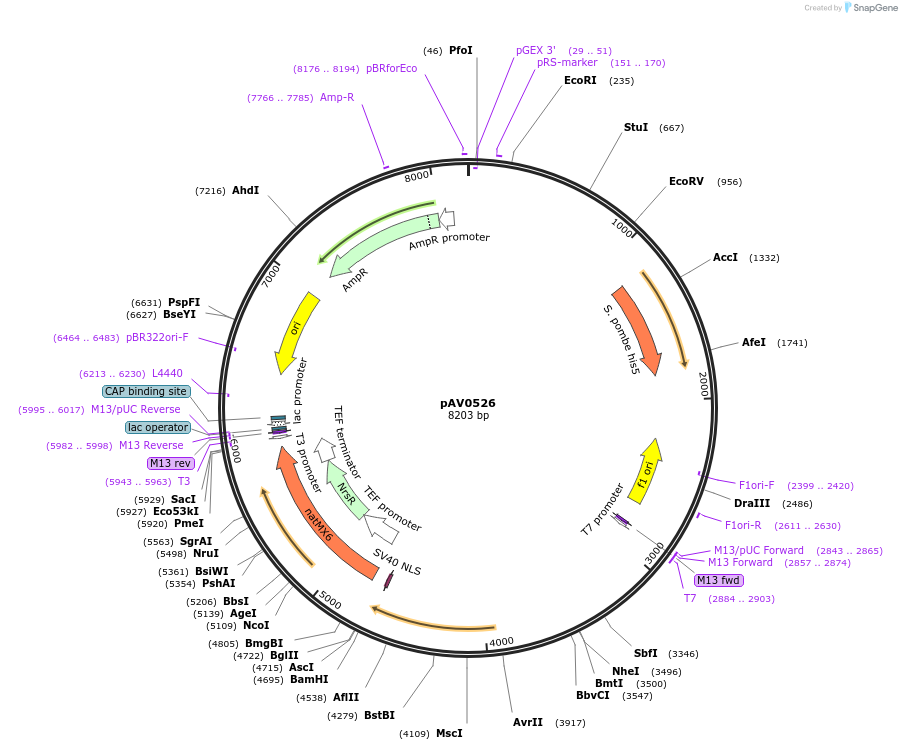 133500-plasmid-map-sequence-id-263685