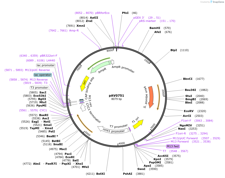 133485-plasmid-map-sequence-id-263696