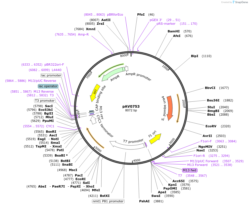 133487-plasmid-map-sequence-id-263700