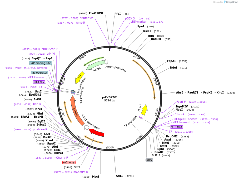 133496-plasmid-map-sequence-id-263730
