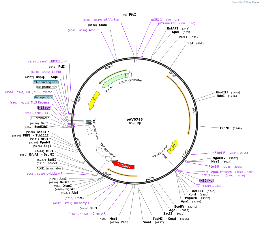 133515-plasmid-map-sequence-id-263738