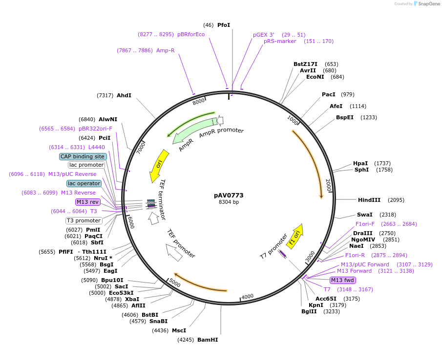133519-plasmid-map-sequence-id-263741