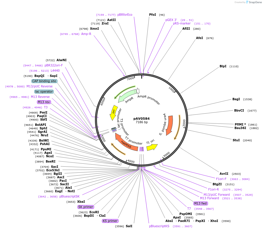 133471-plasmid-map-sequence-id-263742