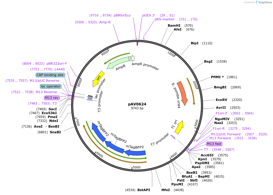 133491-plasmid-map-sequence-id-263746