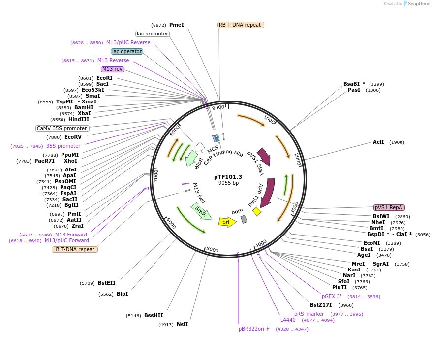 134772-plasmid-map-sequence-id-263747