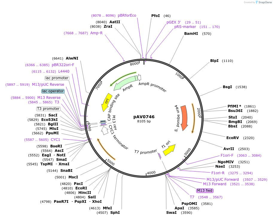 133480-plasmid-map-sequence-id-263751