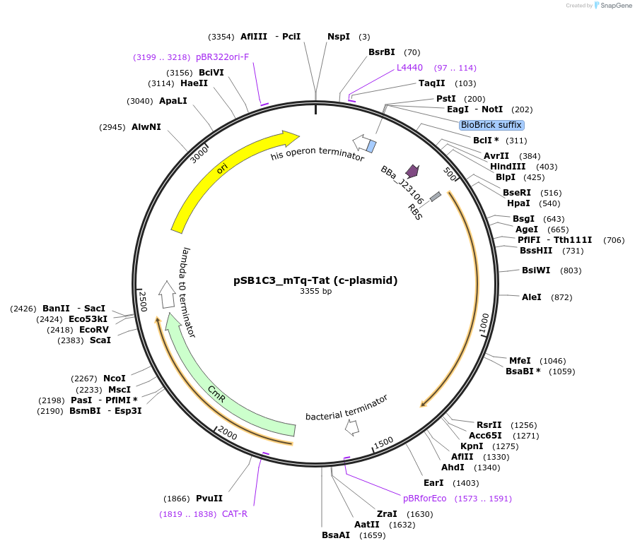 127635-plasmid-map-sequence-id-263753