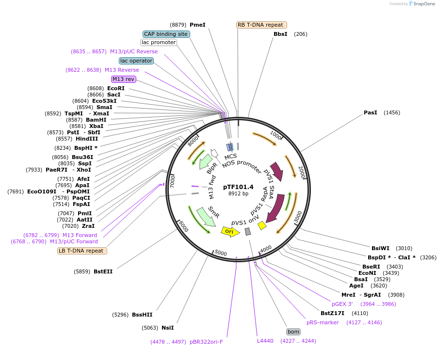 134773-plasmid-map-sequence-id-263755
