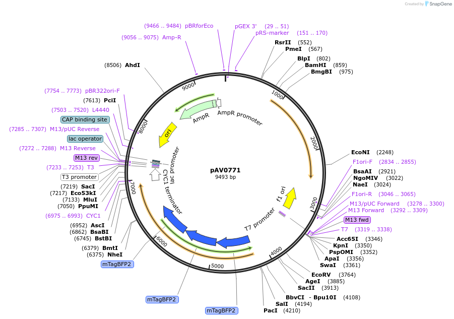 133513-plasmid-map-sequence-id-263759