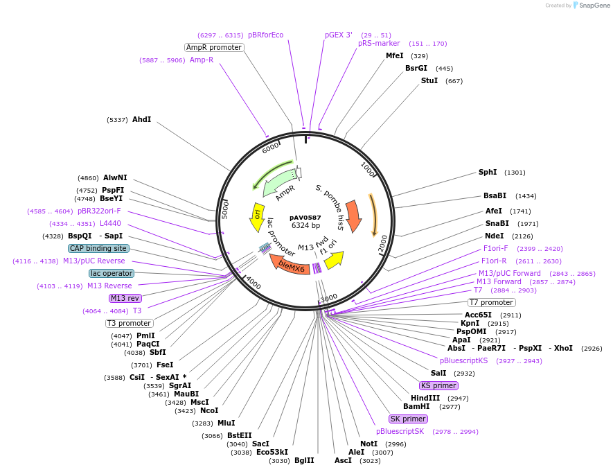 133474-plasmid-map-sequence-id-263760