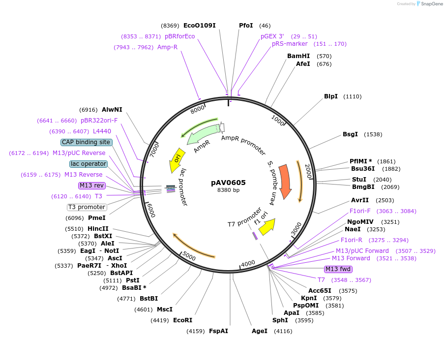 133503-plasmid-map-sequence-id-263761