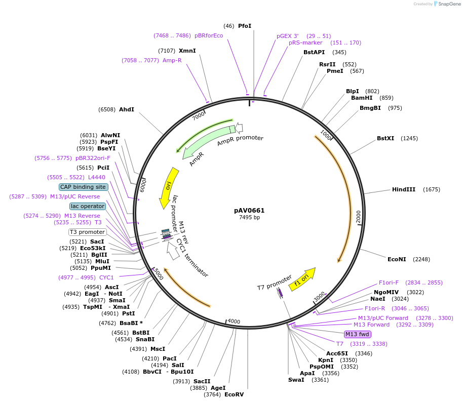 133476-plasmid-map-sequence-id-263762