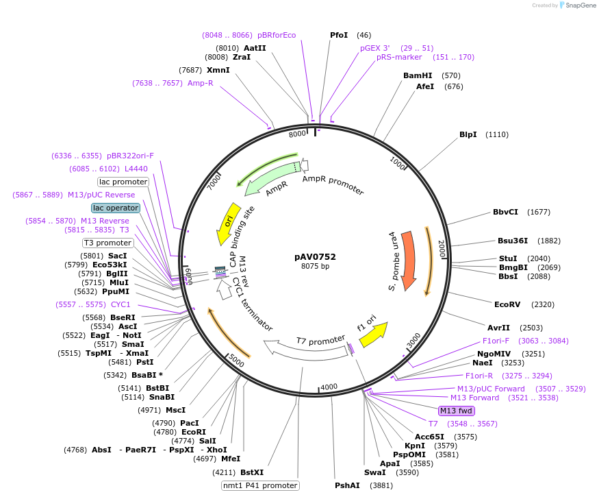 133486-plasmid-map-sequence-id-263771