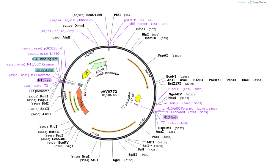 133516-plasmid-map-sequence-id-263775
