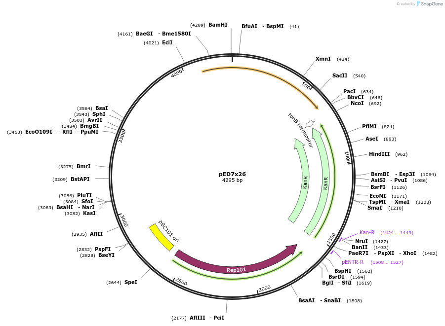134813-plasmid-map-sequence-id-263776