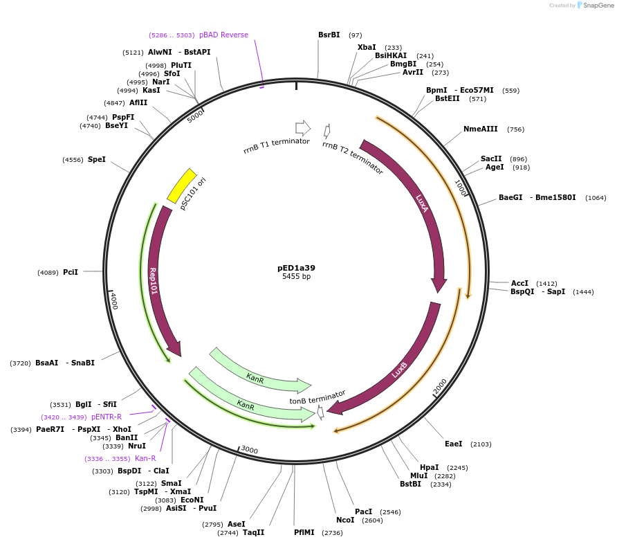 134791-plasmid-map-sequence-id-263779