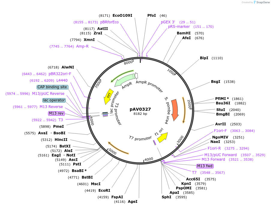 133488-plasmid-map-sequence-id-263787