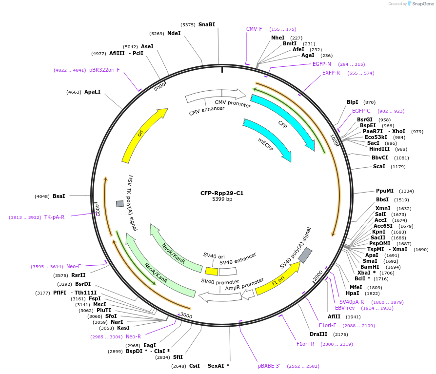 134546-plasmid-map-sequence-id-263795