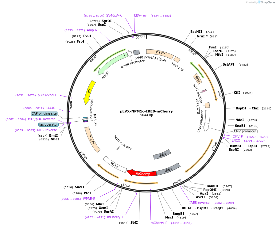 131825-plasmid-map-sequence-id-263802