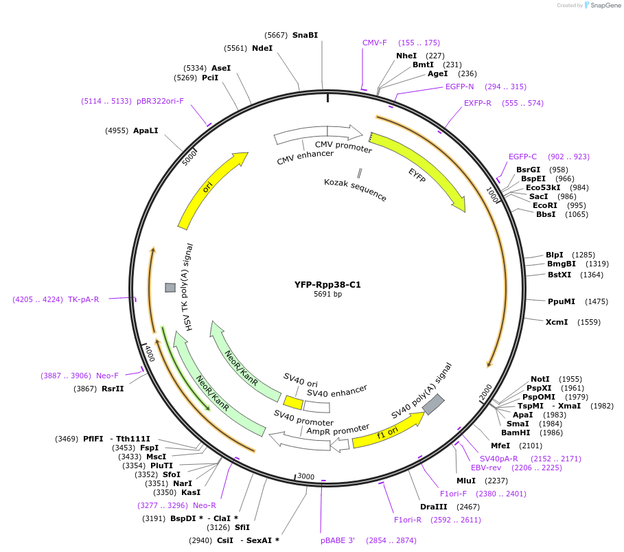 134548-plasmid-map-sequence-id-263824