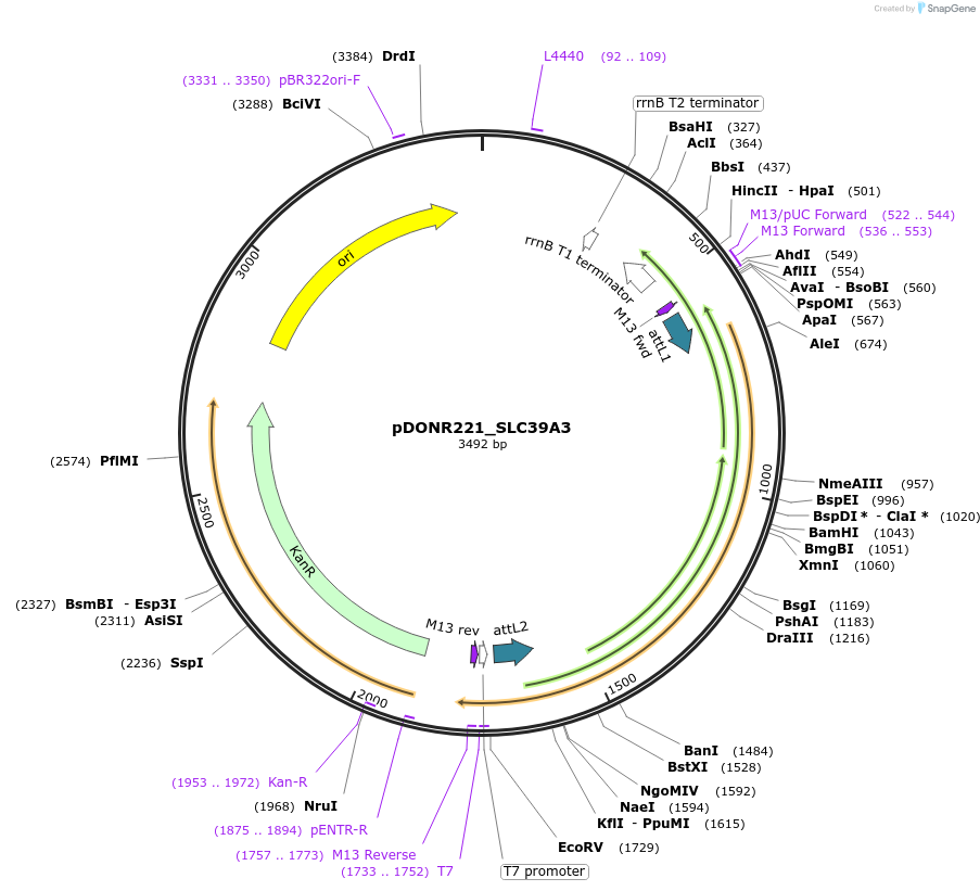 132081-plasmid-map-sequence-id-263856