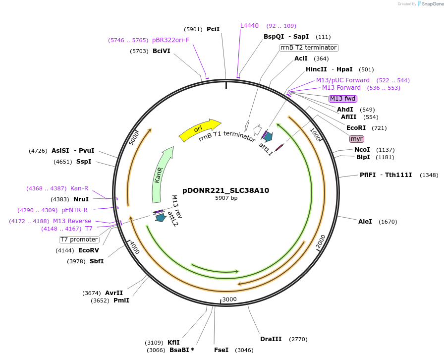132083-plasmid-map-sequence-id-263857