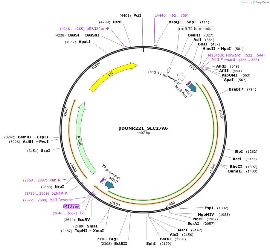 132092-plasmid-map-sequence-id-263886