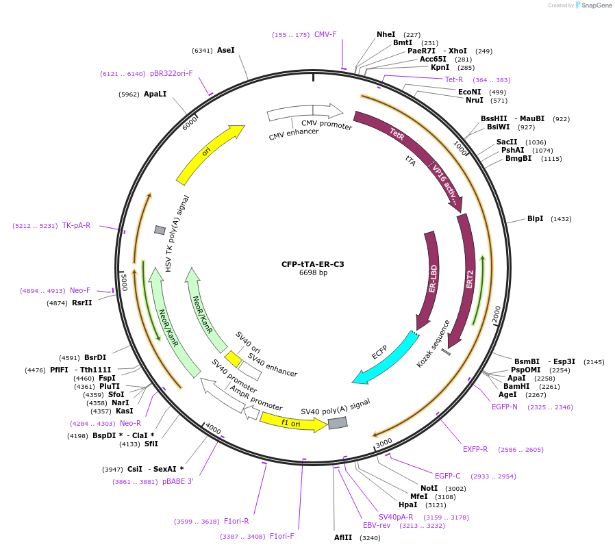 134569-plasmid-map-sequence-id-263893
